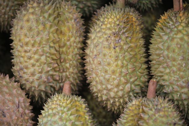 泰国水果市场的榴莲图片下载