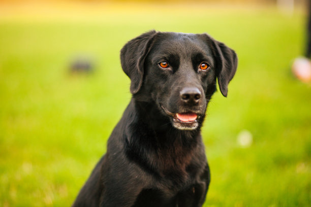 拉布拉多寻回犬图片下载