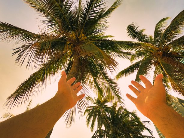 在棕榈树下享受假期图片下载