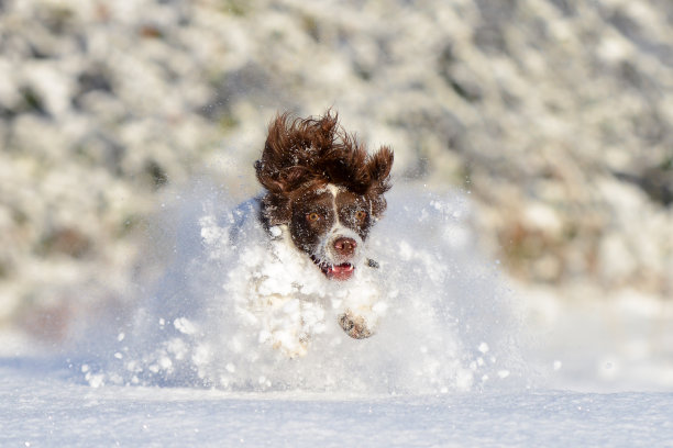 施普林格西班牙猎犬的宠物狗在冬天的雪中玩耍图片下载
