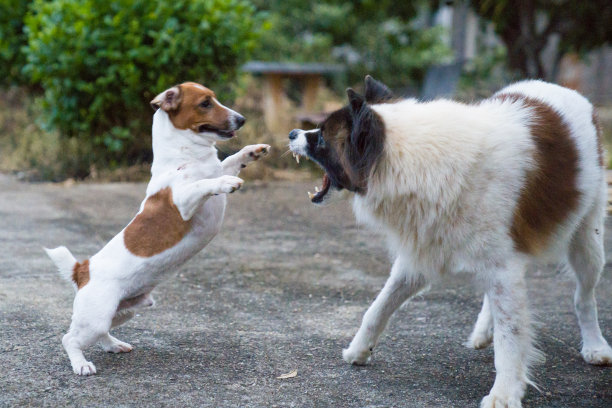 愤怒的狗露出了牙齿图片下载