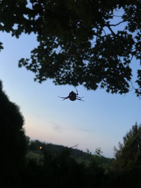 小蜘蛛图片下载