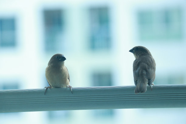两只鸟在对面图片下载