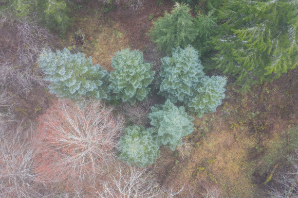 鸟瞰图的森林在俄勒冈图片下载