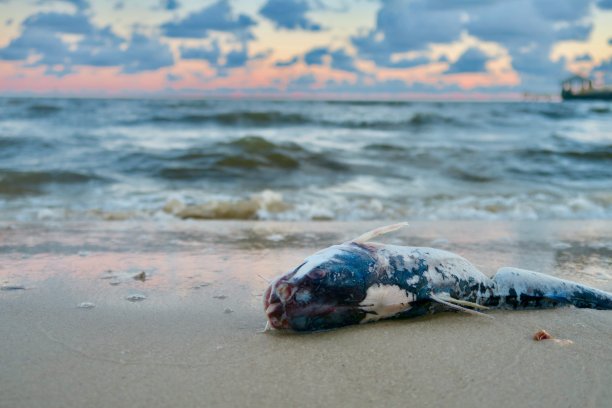 离开水的鱼图片下载