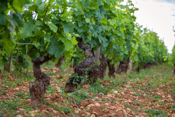 夏季葡萄园风光、种植园全景照片特写，美丽的葡萄枝、阳光、石灰岩地。秋季葡萄丰收、自然农业背景概念图片下载