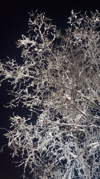 冰冻的树图片下载