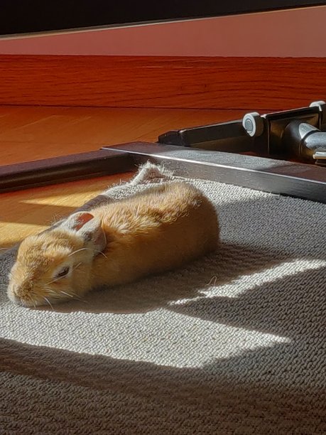 兔子休息图片下载