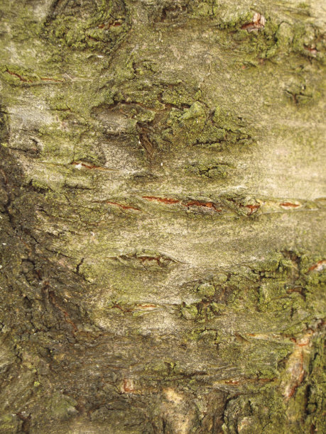 普鲁纳斯阿维姆图片下载