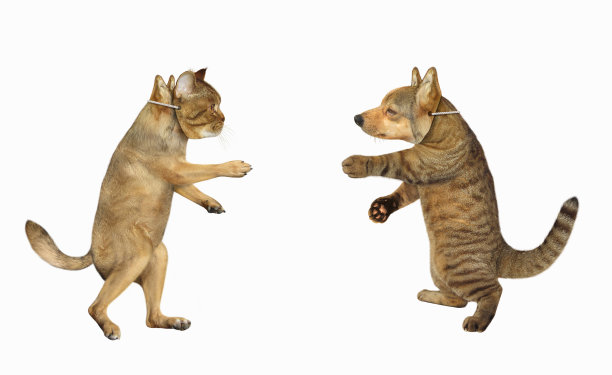 戴面具的猫和狗图片下载