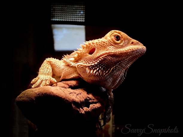 松狮蜥图片下载