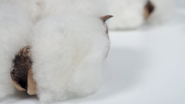 在工作室拍摄的棉花花的特写微距图像，代表柔软蓬松的纹理和温和的皮肤和材料，用于制作衣服，如t恤或牛仔牛仔裤或美容行业。图片下载