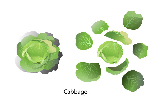 白菜和分开的叶白菜载体图片下载