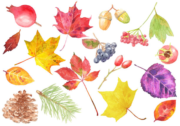 水彩秋季元素设置在白色的背景图片下载