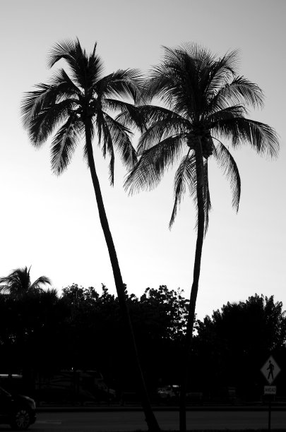 南佛罗里达的黑白棕榈树。图片下载