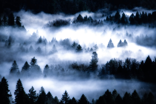 雾海在黑暗的树林中流淌图片下载