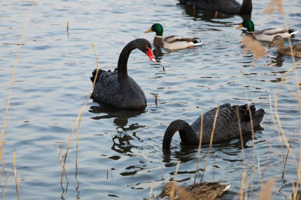 冬天的黑天鹅图片下载