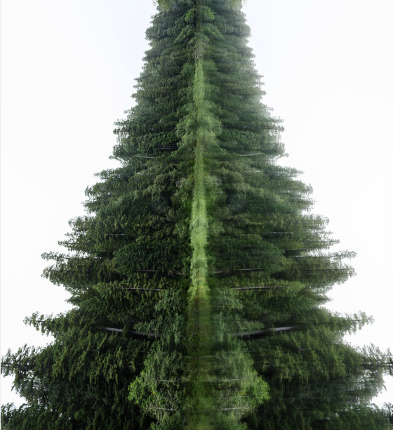 生命之树概念图片下载