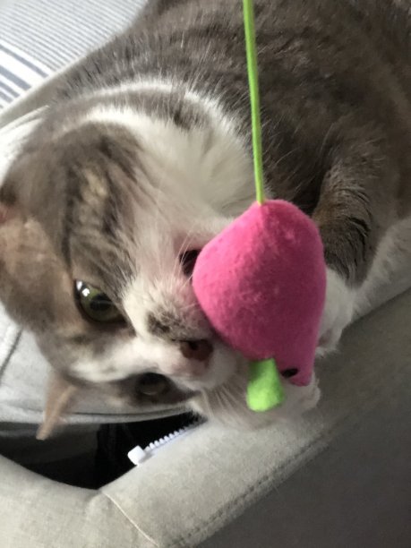 我的猫和他的老鼠图片下载