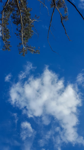 蓝天伴树图片下载