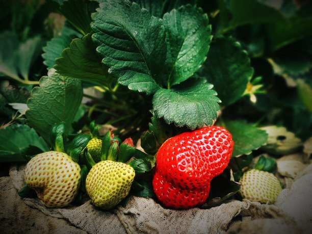 树枝上的草莓图片下载