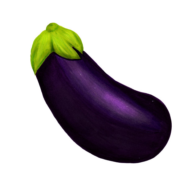 现实的水彩插图紫色茄子孤立在白色的背景。有机食品标志。健康素食食品。图片下载