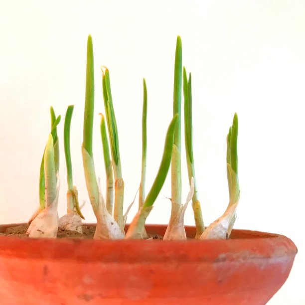 在图像图片下载