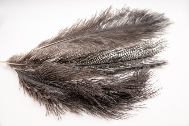 鸵鸟羽毛的碎片。黑色的羽毛。黑白背景。黑色鸵鸟羽毛图片下载