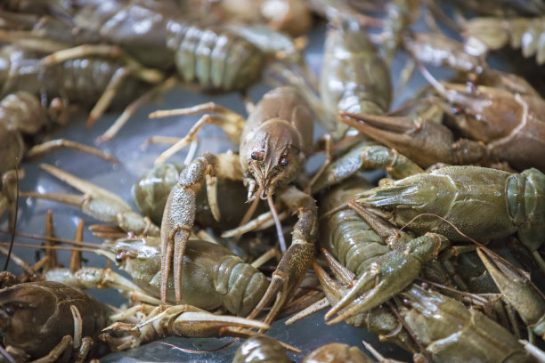 甲壳类动物特写，背景是其他小龙虾图片下载