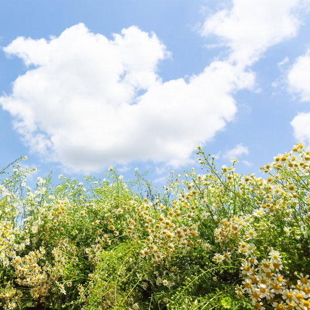 蓝天白云映衬下的雏菊田野图片下载