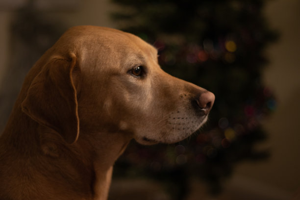 一只拉布拉多寻回犬的圣诞肖像。图片下载