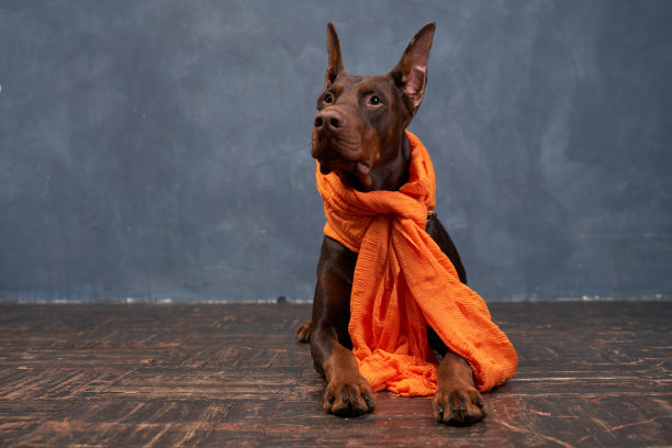 杜宾戴着围巾，躺在地板上，悲伤地想图片下载