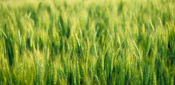 绿色的麦地图片下载