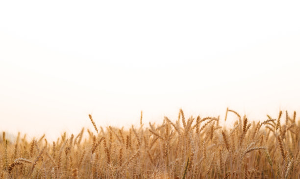 田间大麦，稻子金黄，青稞图片下载