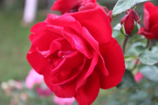 公园里五颜六色的花图片下载