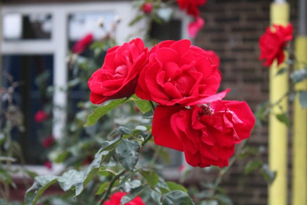 公园里五颜六色的花图片下载