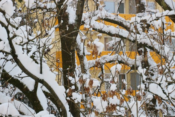 郊区的冬天。白杨树和公寓楼。奥地利的萨尔茨堡。图片下载