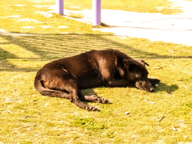 狗的照片图片下载