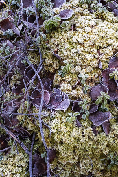 黄苔和白霜中的叶子。自然背景。背景照片与复制空间图片下载