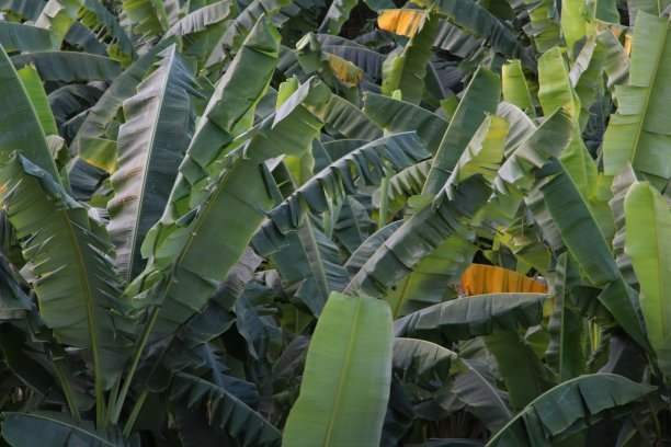 香蕉的叶子图片下载