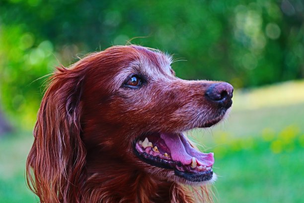 概要Setter爱尔兰图片下载