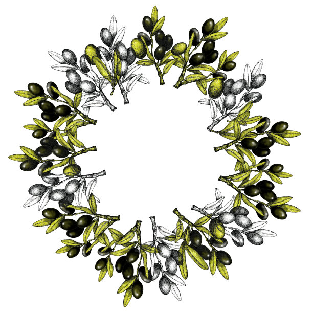现实插图的黑色和绿色橄榄枝孤立在水彩背景。圆形手绘图形。专为橄榄油、天然化妆品、保健品设计。图片下载