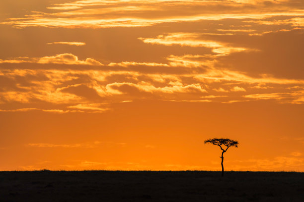 黎明时分，马赛马拉地平线上的金合欢树图片下载