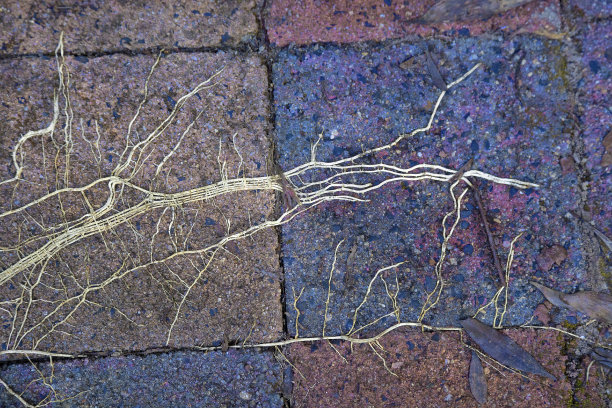 特写的自然分形植物根库兰达附近在热带北昆士兰，澳大利亚图片下载