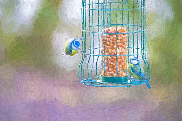 2019年，蓝山雀在喂鸟器上图片下载