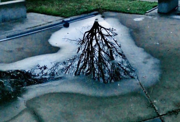 冬天的树倒影图片下载