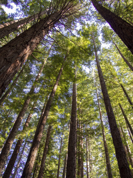 红杉树从地面到天空的照片图片下载