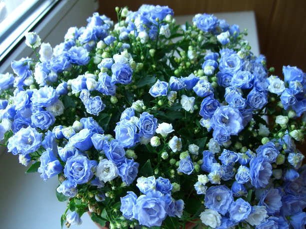 阴天花园里的蓝色风铃花(风铃花)图片下载