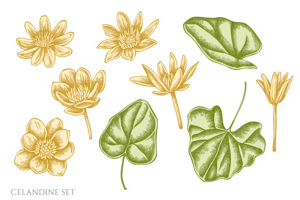 矢量集手绘粉彩白屈菜图片下载