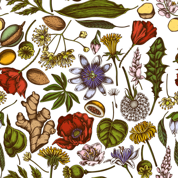 无缝图案手绘彩色杏仁，蒲公英，生姜，罂粟花，西番莲，椴图片下载